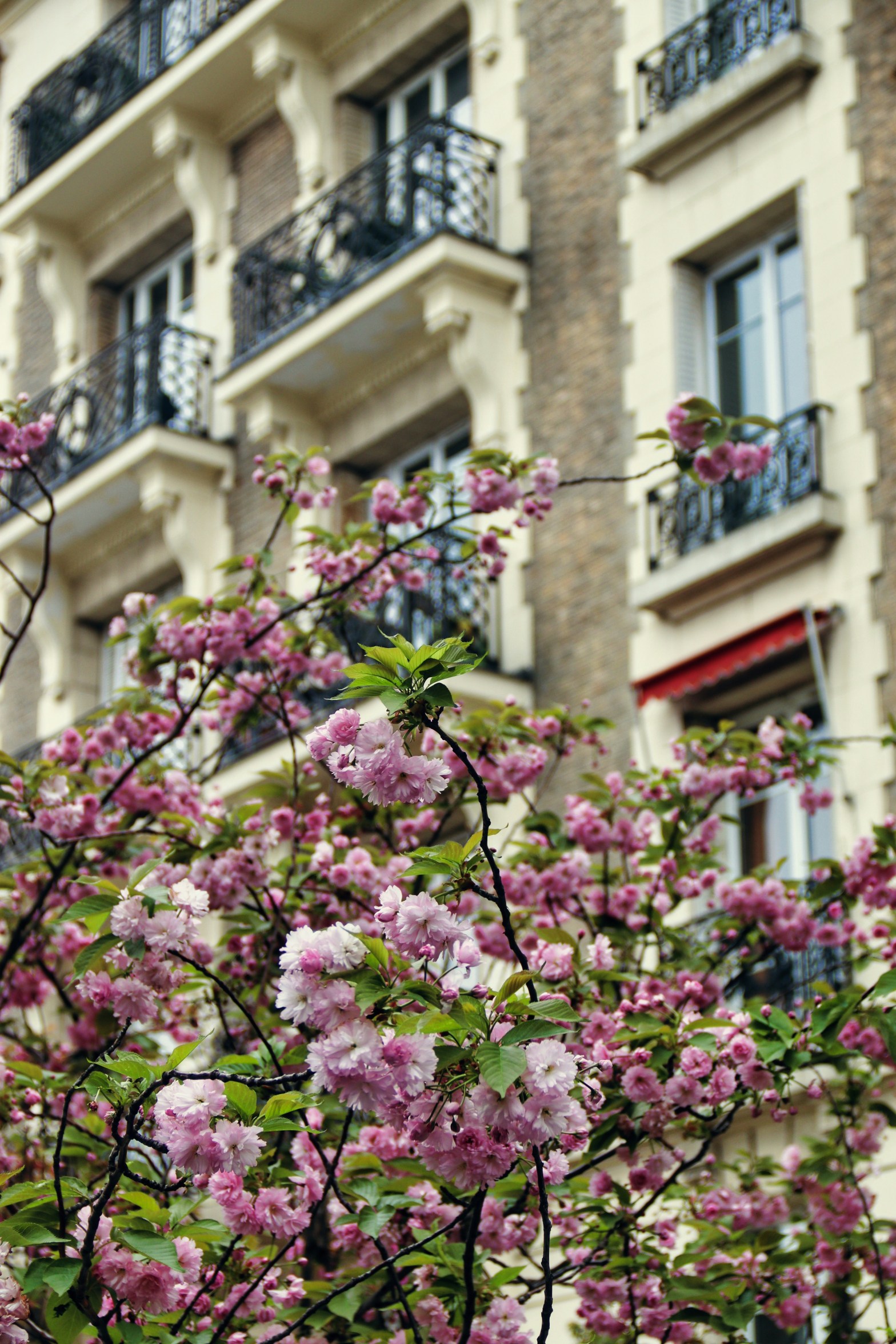 Spring into Wellness: Daily Rituals to Elevate Performance for High-Achieving&nbsp;Mothers